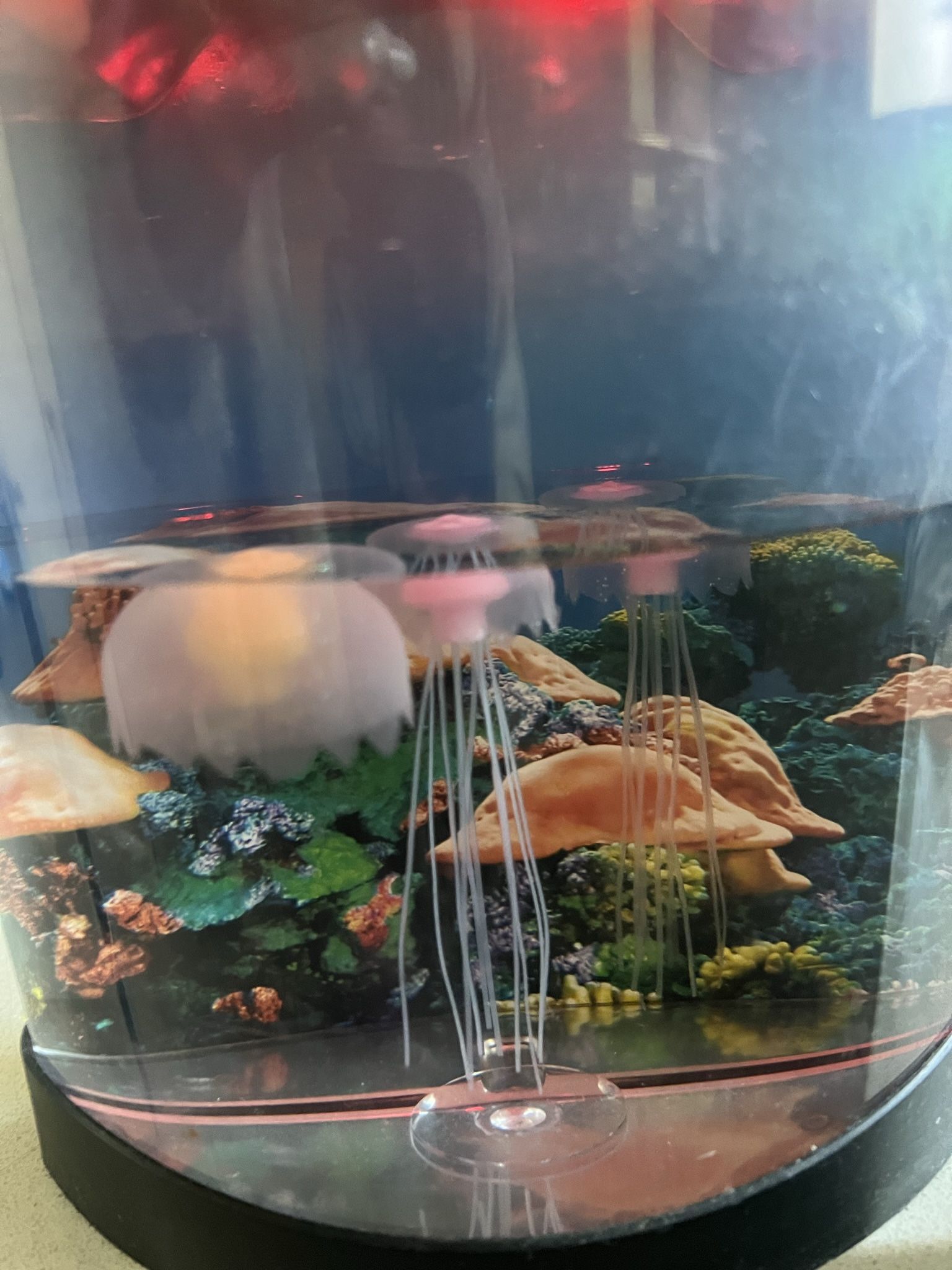Aquarium jellyfish