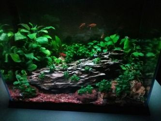 Aquascaping supplies in Orlando