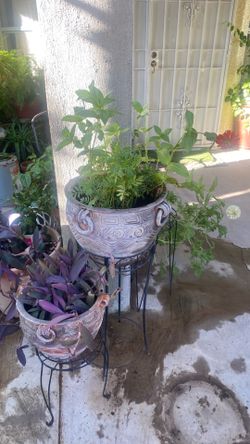 Pot and plants