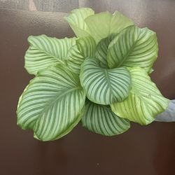 6” Calathea Orbifolia