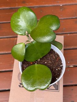 Hoya kerii heartleaf