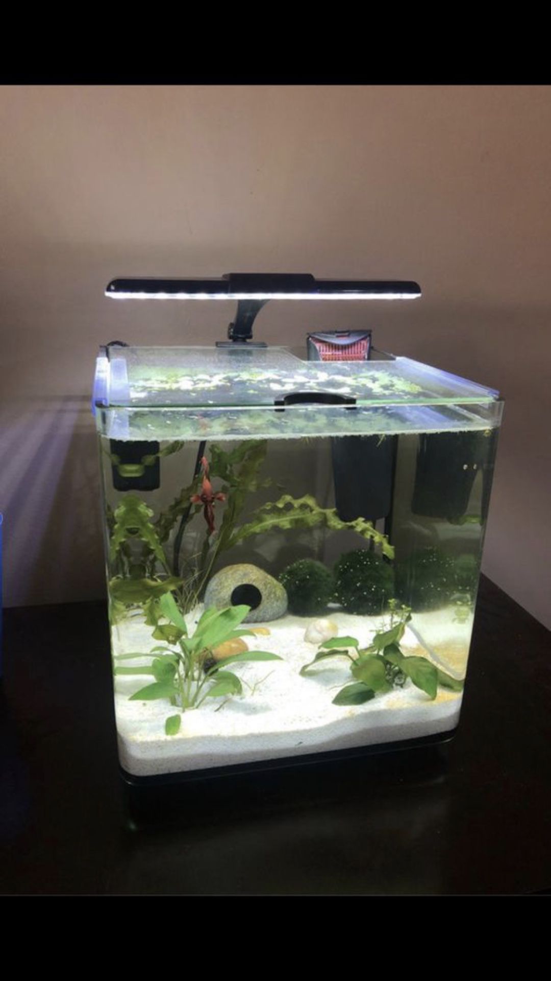 4 gallon aquarium