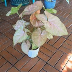 Pink Syngonium Houseplant Plant 4”