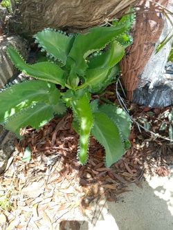 Large Mother of Millions $5 - 3 Avail.- Deltona, FL Pickup