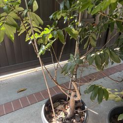 Longan Tree - Flowering