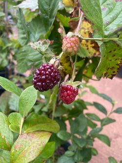 Boysenberry Plants- Blueberry Plants- Blackberry Plants- Strawberry Plants - Currant Berry Plants - Gooseberry Plants- Marionberry Plants- Grape Vines
