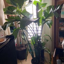 2 X Large 4’ Bird Of Paradise Plants 