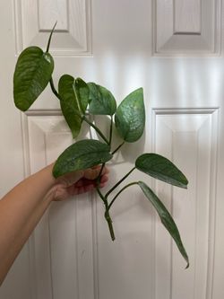 Cebu blue Pothos plant CUTTING