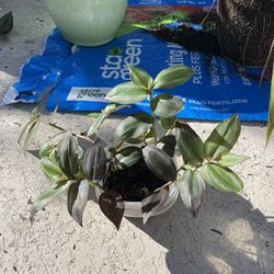 Wandering Jaw/ Inch Plant, Snake Plant For Trade
