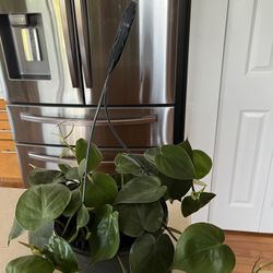 Heart Leaf Green Pothos Indoor Plant - Philodendron Cordatum