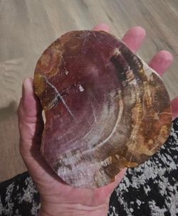 🪵Crystals | Chunky Petrified Wood Slab🪵