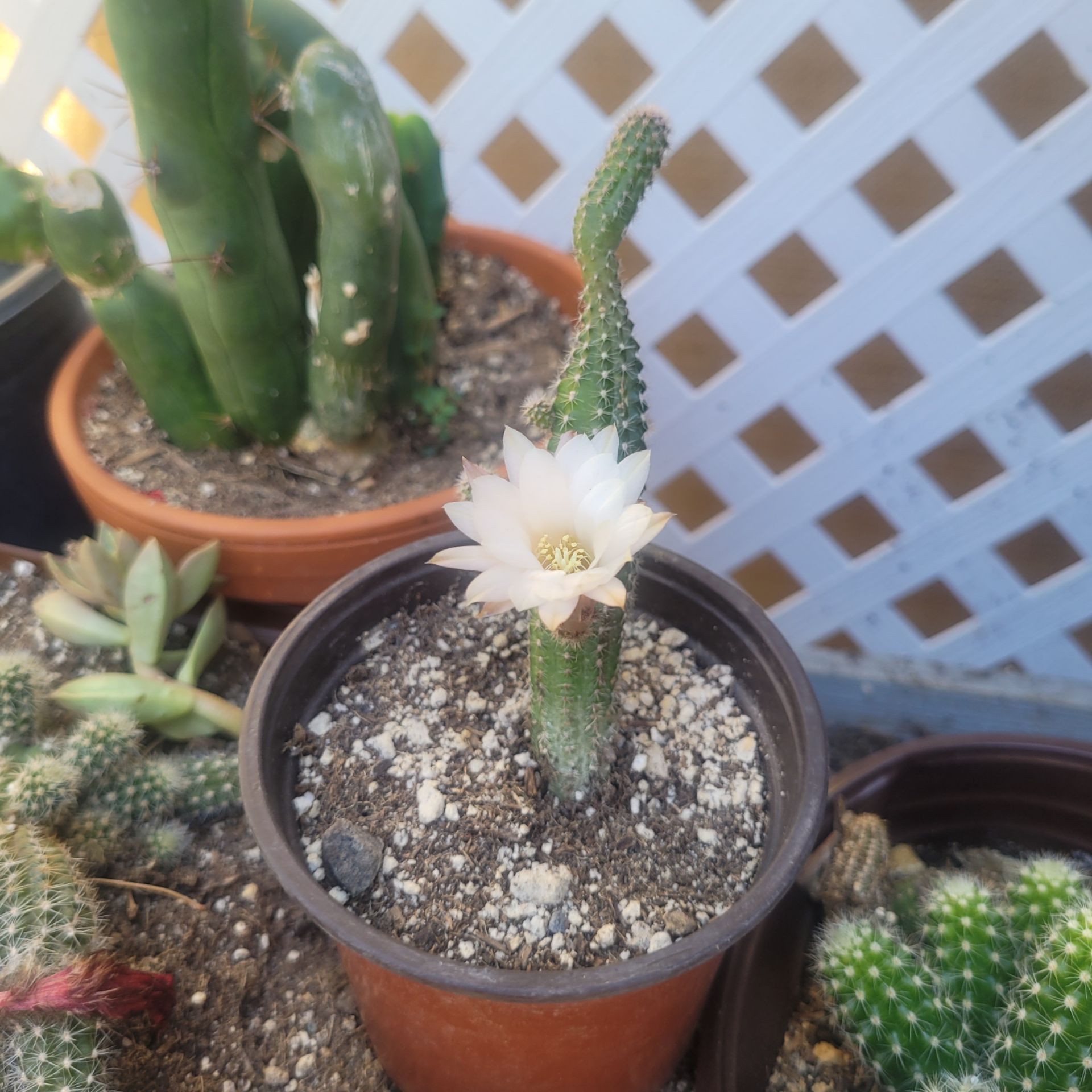 Cactus mini