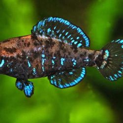 Native Fish for Aquarium or Fish Tank 