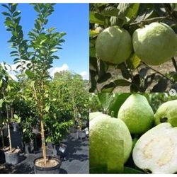 Thai Guava Grafted Trees 3gal Arboles De Guayaba Thailandesa Injertados 
