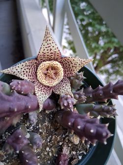Stapelia ORBEA Variegated Plant $13