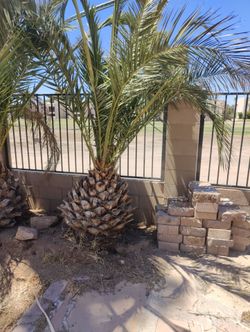 Palm tree for free