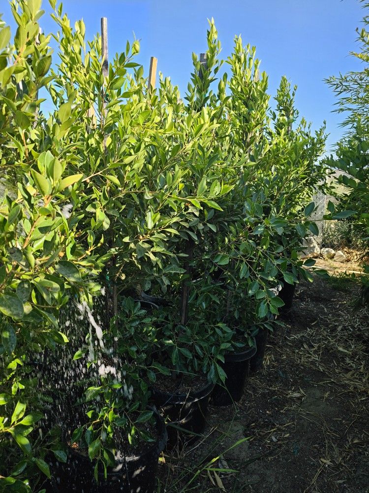 Indian Laurel