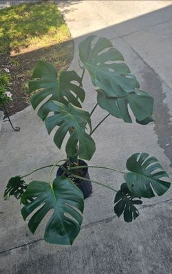 Monstera deliciosa plant.