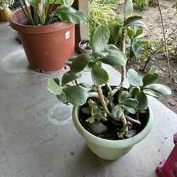jade plant 