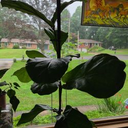 1 1/2 ft Fiddle leaf Fig Indoor Plant