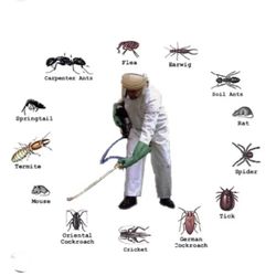 No More Roach Sprayer