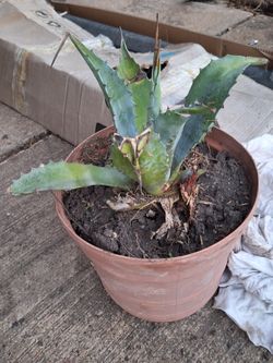 Agave Plant