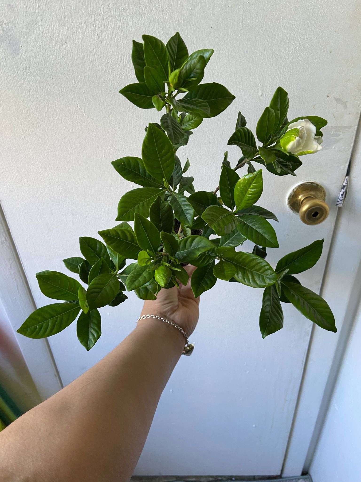 Gardenia