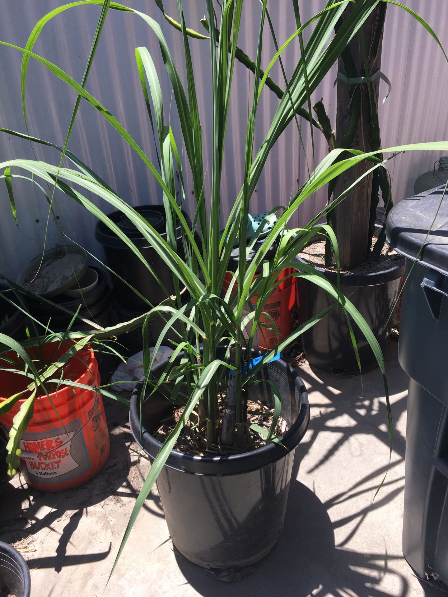 Green Or Black Sugarcane Plant