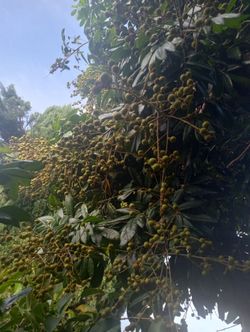 Logan tree
