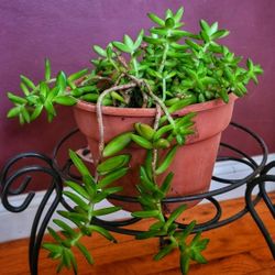 HEALTHY SEDUM SUCCULENT PLANT IN A 9" PLASTIC POT NEEDS A NEW HOME 