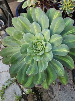 Succulent, Super Big In 4 Gallons Pot