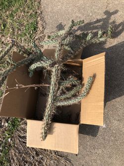Free Cholla Cactus-second Picture Is Original Plant