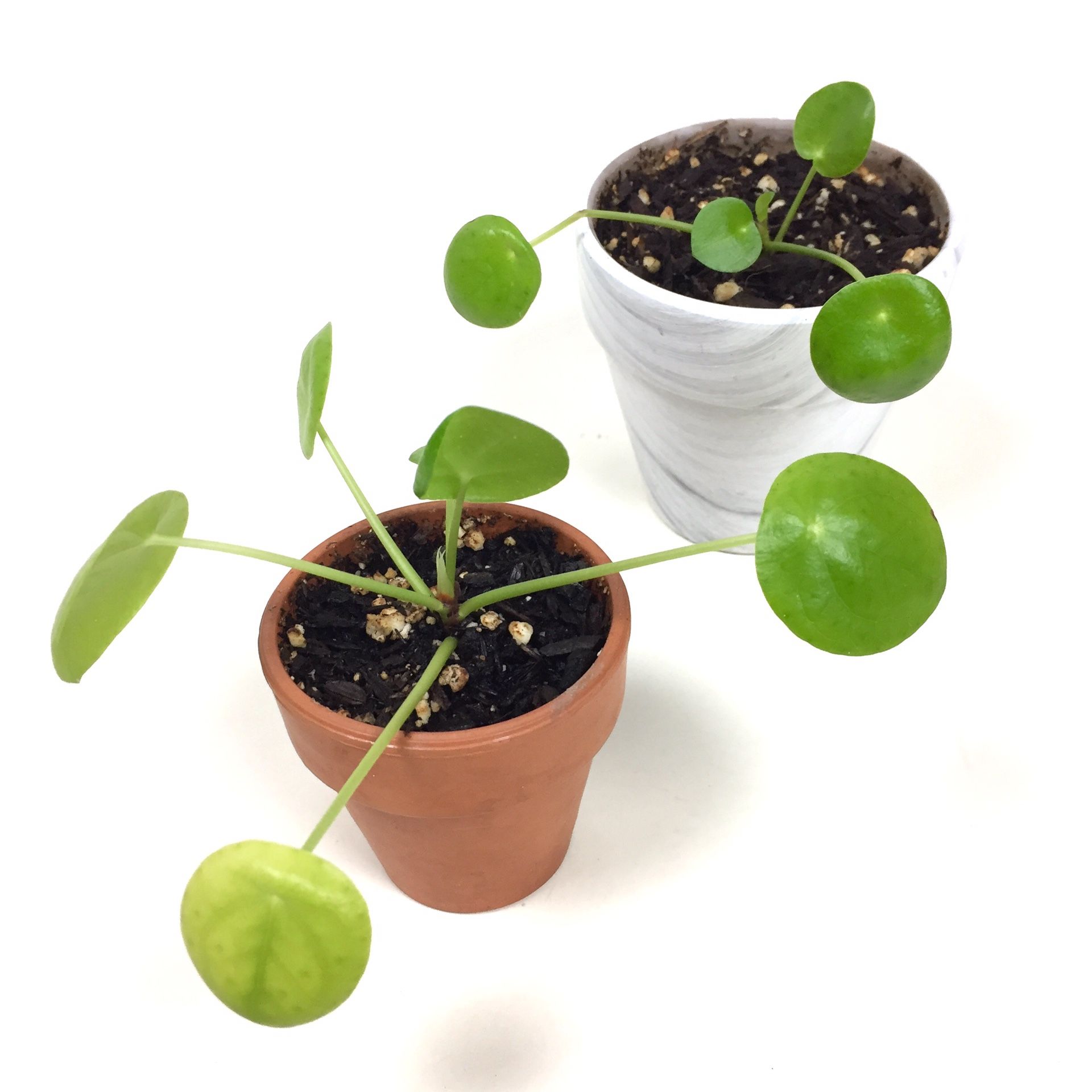 2 Small Chinese Money UFO Pilea Peperomioides House Plants