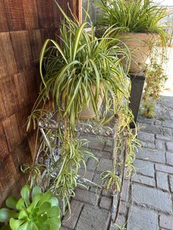 Spider plant in buggy