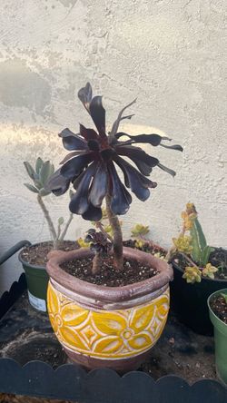 Black rose   Rosa negra