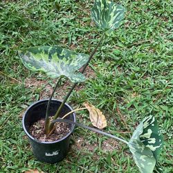Alocasia Plants