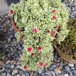 it is for inside and outside aptenia plant hot pink flower 