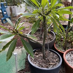 Plumeria Plants with Pot