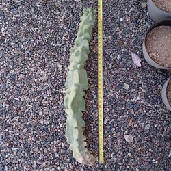 Totem pole cactus #1