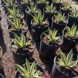 Agave Americana Verigated