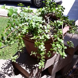 ELEPHANTS FOOD PLANT IN CERAMIC POT