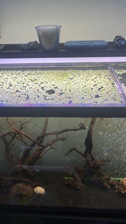 Duck Weed For Fish Tank