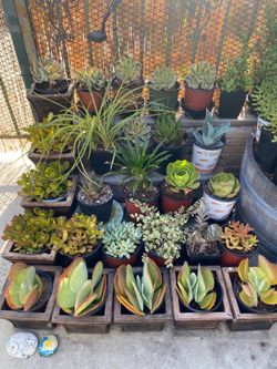 Various plants