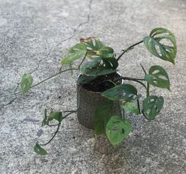 $6 Swiss Cheese plant