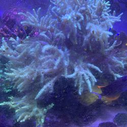 Giant Nepthea Coral 