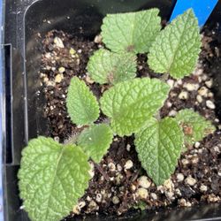 Lime Balm Plant - Toronjil sabor lima planta mosquito lemon