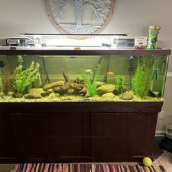 120 Gallon Fish Tank 