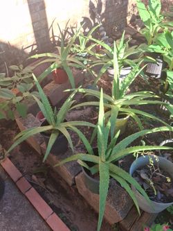 Aloe Vera, flowers, Tamarind, Epazote & Papaya $ 5.00 dollars and Trees $25.00 dollars