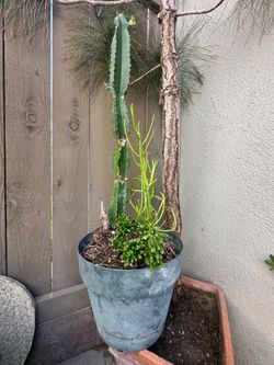 Desert Plant Arrangement