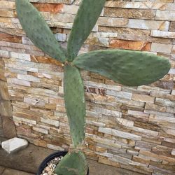 4 Ft. De Altura ( Da Tunas Rojas Y Muy Buenos Nopales)